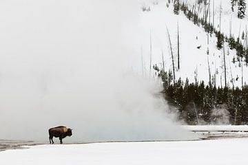 Amerikaanse bizon,  Bison bison