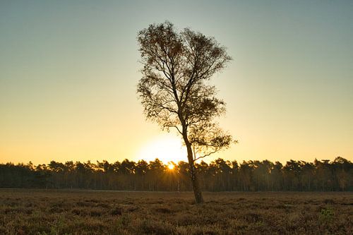 Het ochtend zonnetje