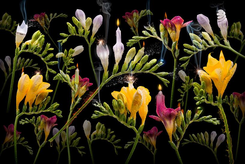 Freesia candela by Olaf Bruhn