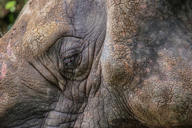 Auges eines Nashorns von Fred Leeflang