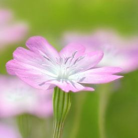 Zarte Blümchen von Violetta Honkisz