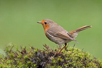 Robin by Dirk Claes