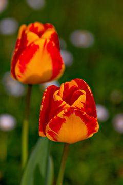 Tulpen van dichtbij van Thomas Heitz