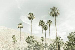 Palm Trees in the desert | Vintage by Melanie Viola
