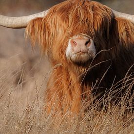 A curious Scottish Highland cow in the Kennemer Dunes by Melissa Peltenburg