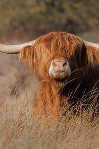Ein neugieriger Hochlandrind in den Kennemer-Dünen