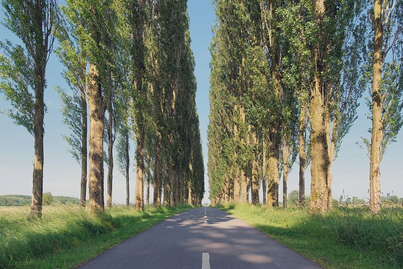 Avenue of poplars by Ronald Smits