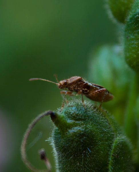 Bladpootwants by sandra ten wolde