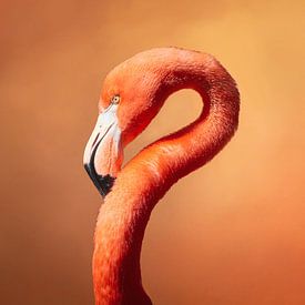 Kleurrijke Flamingo van Edwin Alexander