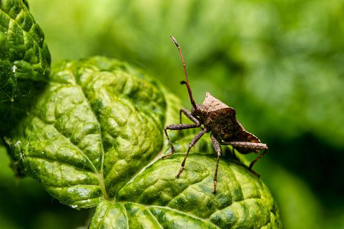 Een blik op een lederen insect