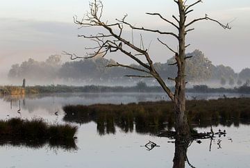 wittsee von bart vialle