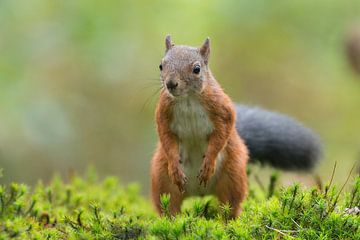 squirrel by Wiel Arets