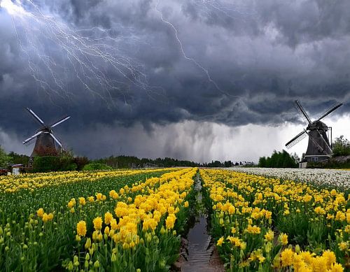 Een tulpenveld tijdens een onweersbui