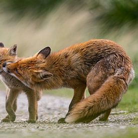 Junger Fuchs bekommt einen Putzjob von bryan van willigen