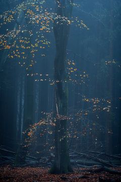 Waldfotografie "Fallende Blätter" von Björn van den Berg