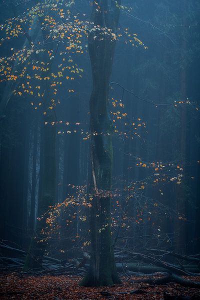 Waldfotografie &quot;Fallende Blätter&quot; von Björn van den Berg