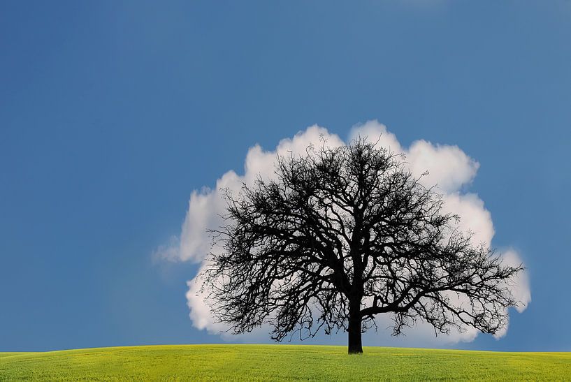 Boom wolk by Jeannette Penris