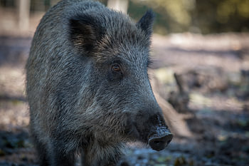 Sanglier