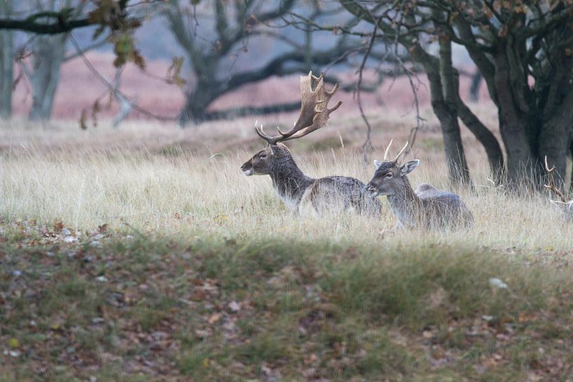 Koppel damherten in de zon in het gras van Anne Zwagers