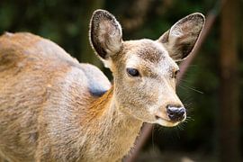 Tam deer in Nara, Japan by Marcel Alsemgeest