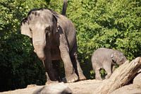 Aziatische olifant met jong