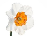 Narcis 