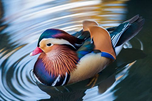 Mandarin duck 