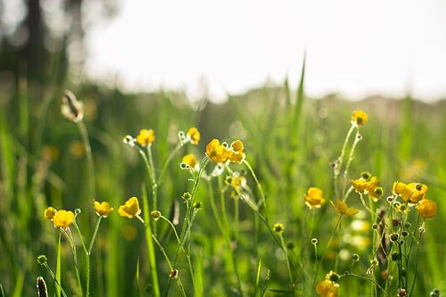 Gele bloeiende boterbloem in bloemenweide in het zonlicht tijdens gouden uur.