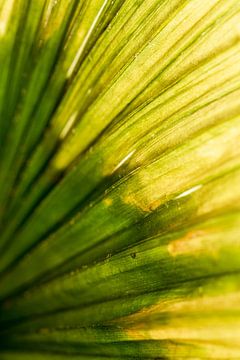Fokus Palmblatt