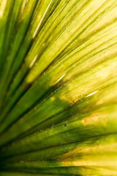 Palmblad Focus van Irene Lommers