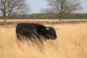 Schottischer Highlander auf der Heide.