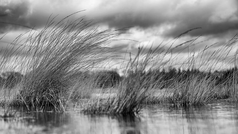 The landscape is under water, only the long blades of grass rise above the surface. by Hans de Waay