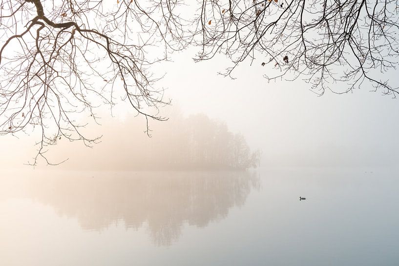 Foggy by Luuk Belgers