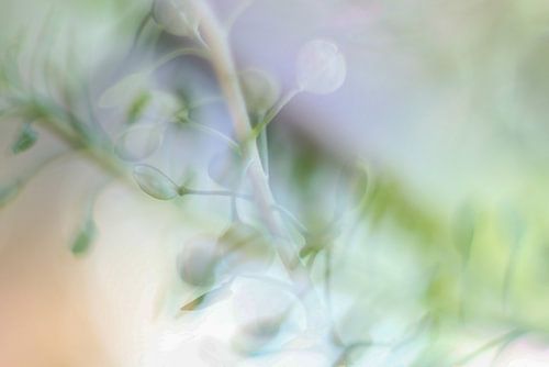 Spring fever by Helga van de Kar