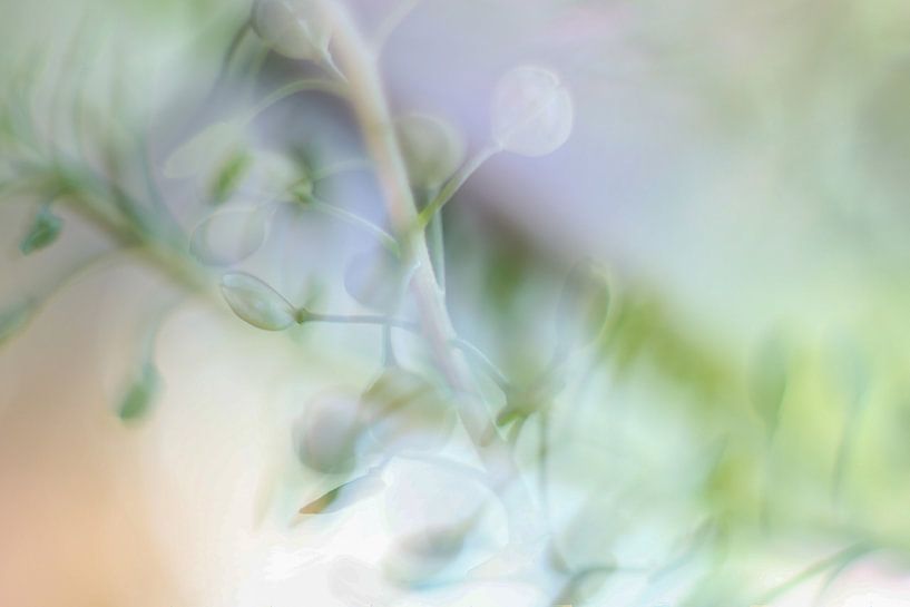Spring fever by Helga van de Kar