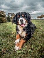 Bernese Mountain