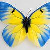 Oekraïense vlinder van Jacco Hinke
