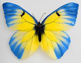 Papillon ukrainien par Jacco Hinke Aperçu