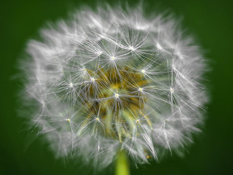 Dandelion by Natasja Martijn