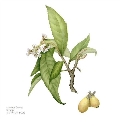 Aquarel van Wolmispel, Eriobotrya japonica