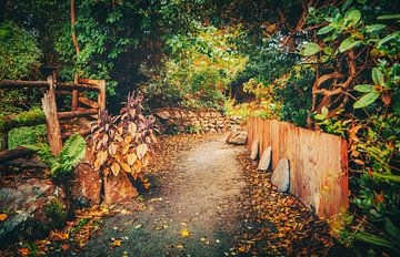 Een mysterieus pad in de natuur in Schotland van Jakob Baranowski - Photography - Video - Photoshop