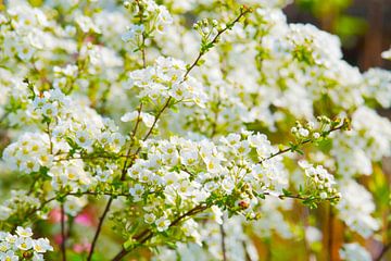 Weiße Turmspitzenblüten in der Sonne von Ivonne Fuhren-van de Kerkhof