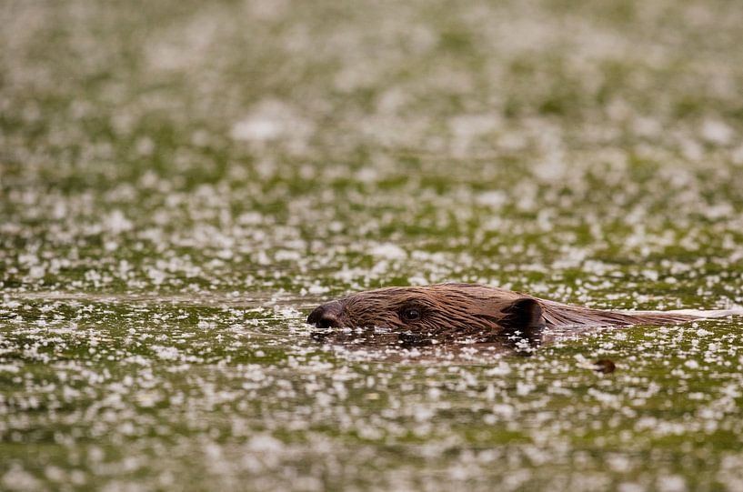 Zwemmende bever van René Vos