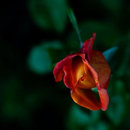 Wilde rode bloem