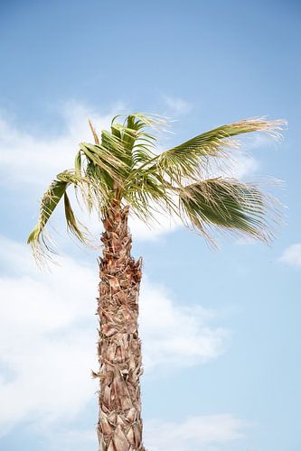 Palm | Gone with the wind