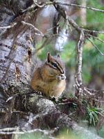 Chipmunk eet nootje