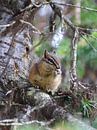 Chipmunk eet nootje by Marcel Schouten thumbnail
