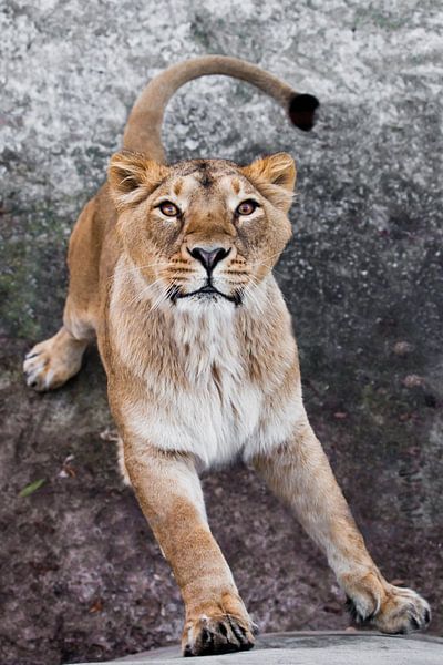 Raubtierhaftes Interesse einer Großkatze - Porträt der Schnauze einer neugierigen, schwungvollen Löw von Michael Semenov