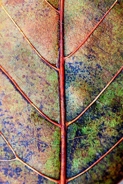 leaf in autumncoat par Els Fonteine