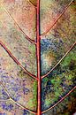 leaf in autumncoat von Els Fonteine Miniaturansicht